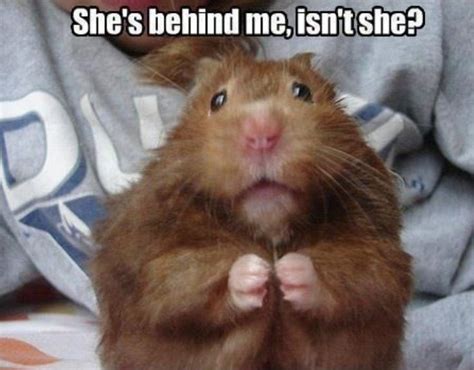 Funniest Animal Pics Funny Furry Funny Hamsters Funny Animal Memes