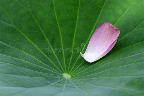 Falling Pink Lotus Flower Petals Stock Image Image Of Leaf Abstract