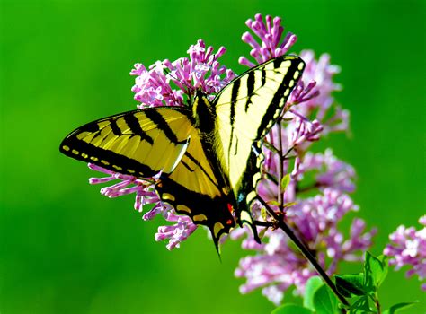 Wallpaper Id 237717 Yellow And Black Butterfly Landing On Pink