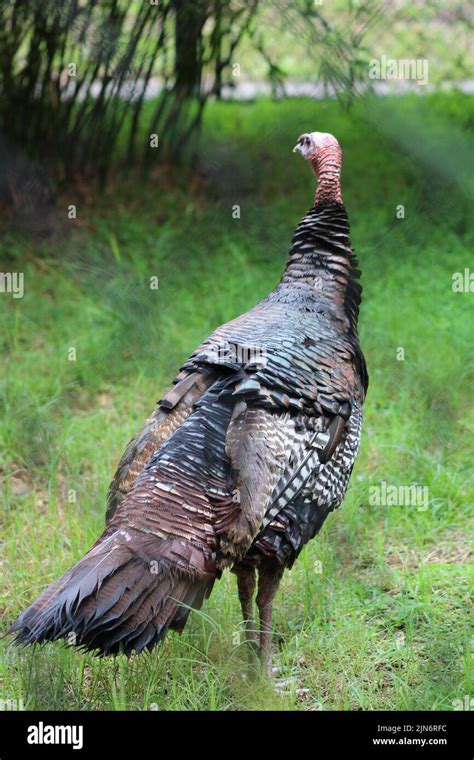 A Vertical Shot Of A Back Standing Turkey In The Field Against Trees