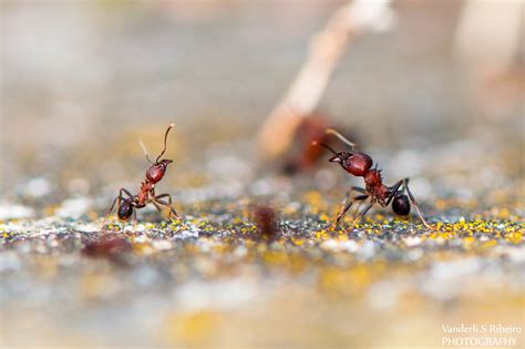 São formigas cortadeiras, ou seja, cortam material vegetal (folhas e flores). Formiga-cortadeira (gênero Atta) | As formigas cortadeiras ...