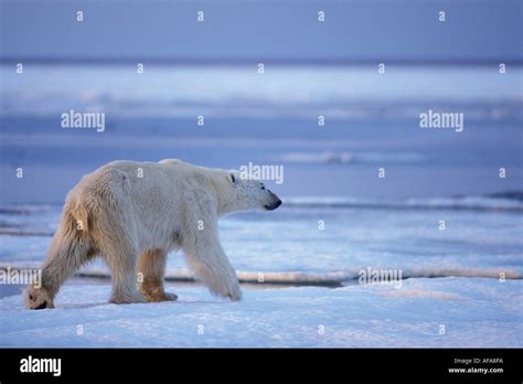 Polar Bear Ursus Maritimus Thin And Starving Walks Along The 1002