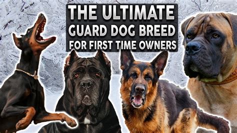 guard dog breed   time owners youtube