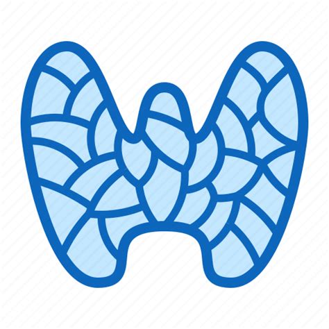 Anatomy Gland Organ Thyroid Icon Download On Iconfinder