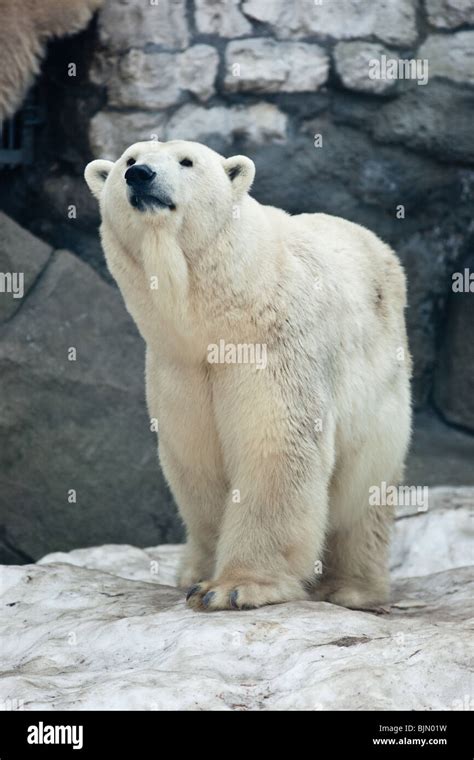 Wild Polar Bear In The Moscow Zoo Stock Photo Alamy