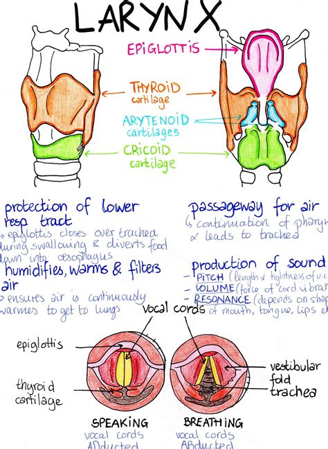 Respiratory System Medical Student Study Medical School Studying