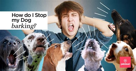How To Stop Your Dog Barking Blog Petcloud