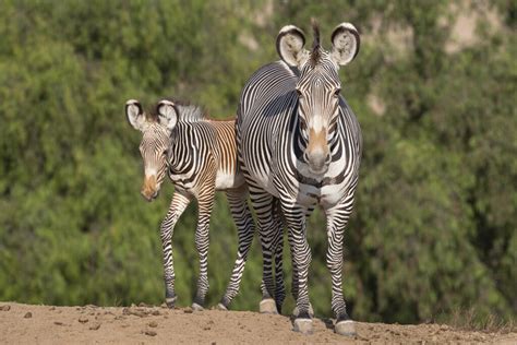6 Endangered Grevys Zebra Foals Make Their Debut At The San Diego Zoo