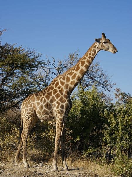 Giraffe Animal Facts Giraffa Camelopardalis Az Animals