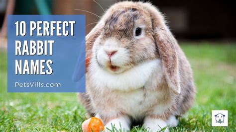10 Perfect Rabbit Names For Male And Female Bunnies Youtube