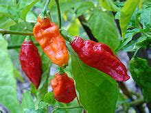 Ghost Pepper Simple English Wikipedia The Free Encyclopedia
