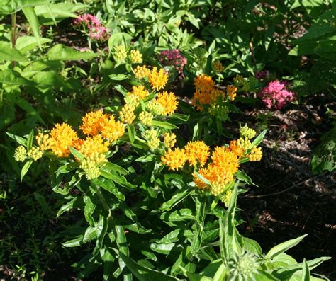 Planting Butterfly Weed Asclepias Tuberosa Home Garden Joy