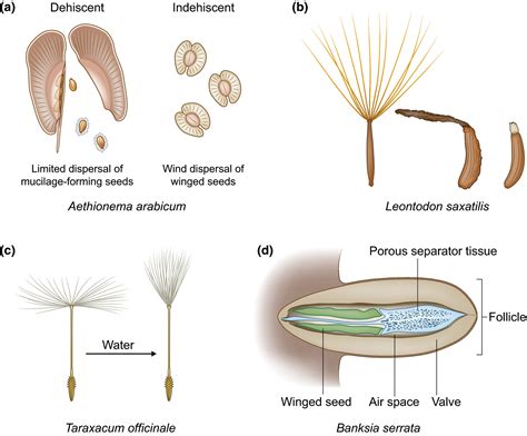 Engagement Refrain Spur Dispersal Mechanism Notwendig Wolke Anekdote