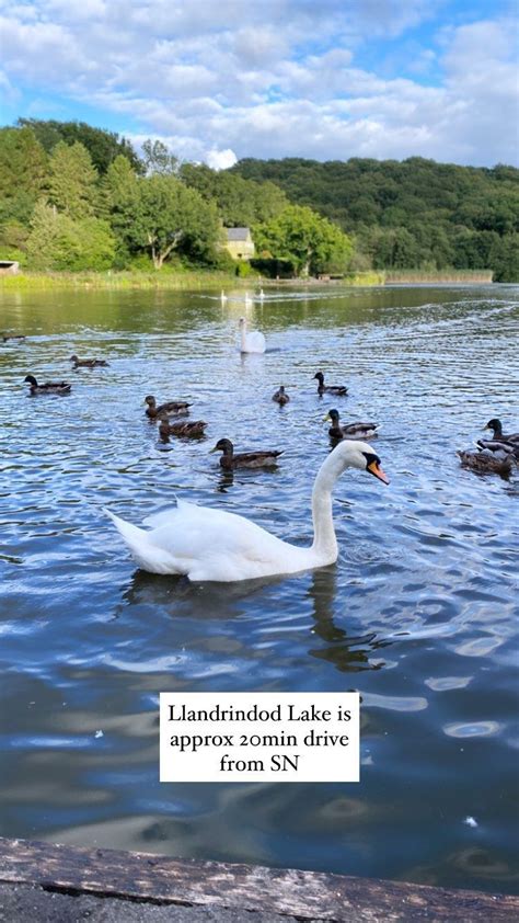 Llandrindod Lake Mid Wales A Great Day Out Places To Visit Tree