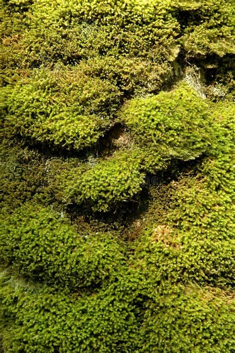 Moss Texture Stock Image Image Of Moss Nature Background 776785
