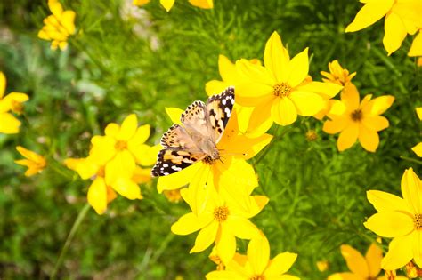 Maybe you would like to learn more about one of these? 8 Dog Friendly Plants That Attract Butterflies ...