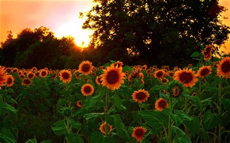 Fondos De Pantalla Campo De Girasoles Al Atardecer 2880x1800 Hd Imagen