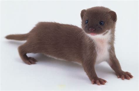 Baby Least Weasel Animals Pinterest Ferret Otters