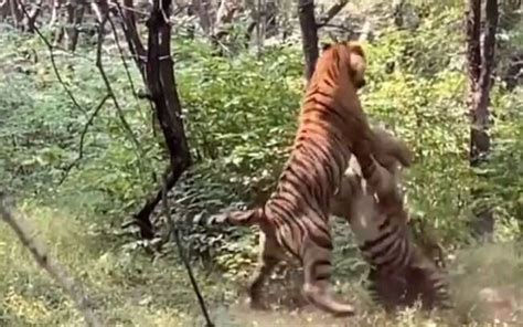 Dois Tigres Lutam Em Disputa Feroz Por Fêmea Assista Ao Vídeo Mundo Ig
