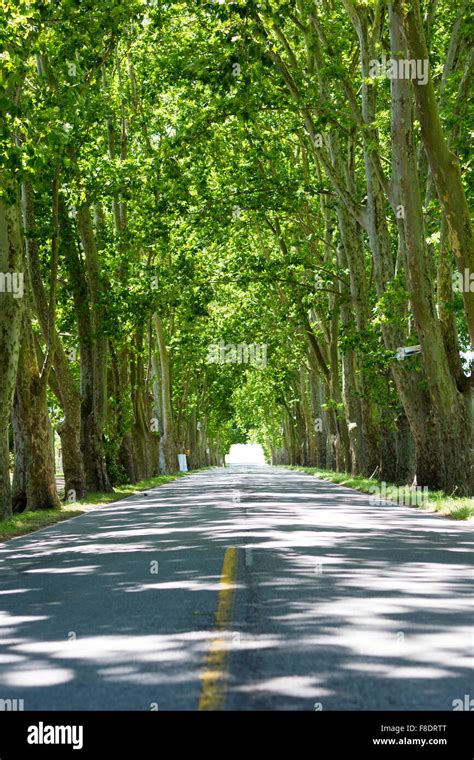 Road With Trees On Both Sides Uruguay Stock Photo Alamy