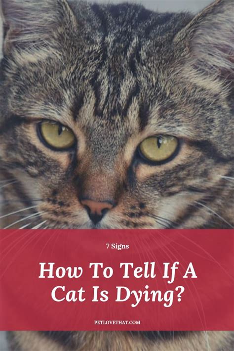 7 Signs How To Tell If A Cat Is Dying Sick Cat Cats Cat Health