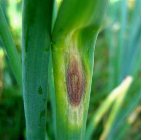 Purple Blotch In Onions Seed Company Growing Vegetables Onions