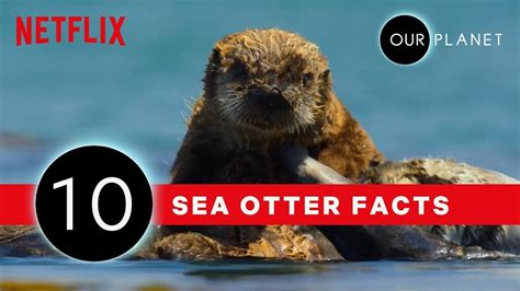 10 Facts That Prove Sea Otters Are The Coolest Our Planet Netflix