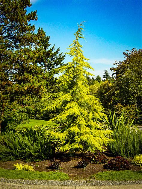Divinely Blue Deodar Cedar Tree For Sale Online | The Tree Center
