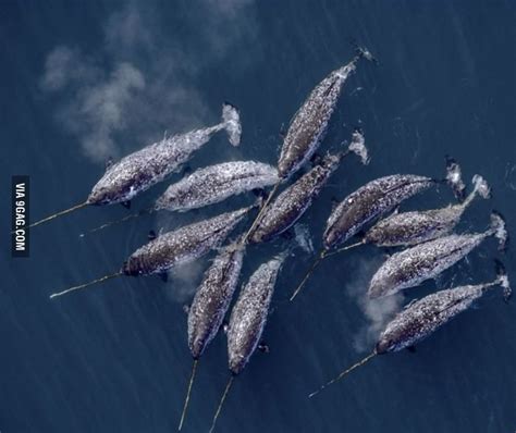 Narwhals Narwhal Ocean Creatures Animals Beautiful