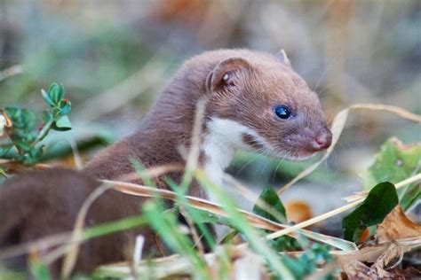 Least Weasel Facts Critterfacts