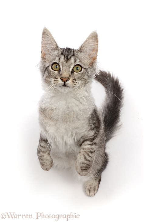 Mackerel Silver Tabby Cat Standing Up And Looking Up Photo Wp45046