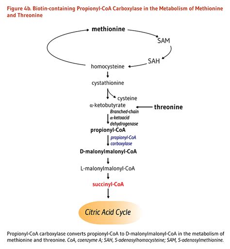 Biotin Linus Pauling Institute Oregon State University Citric Acid