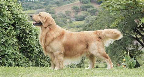 Golden Retriever Everything You Need To Know About The Breed