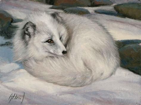 Curled Up Arctic Fox By Edward Aldrich Wildlife Paintings Fine