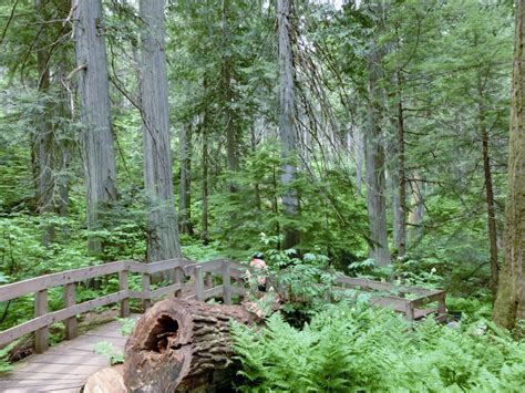 Shots Rambling The World Giant Cedars Boardwalk Trail Mount