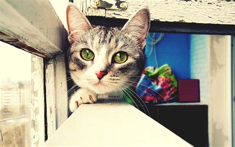 Cute Gray Cat Pets Cat With Green Eyes Bokeh Kittens Hd Wallpaper
