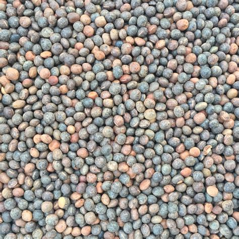 Common Vetch Cover Crop Seed Concentrates Inc