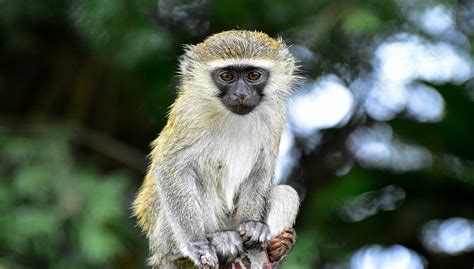 Vervet Monkey Facts Diet Pictures And All Information