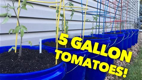 5 Gallon Bucket Tomato Planters Youtube