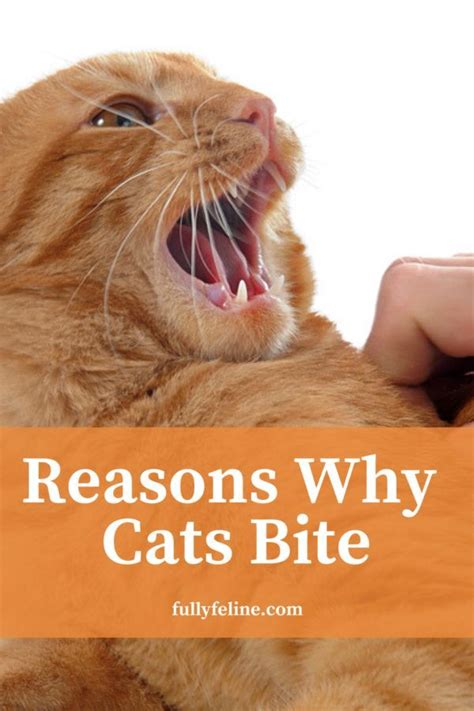 Why Cats Bite Causes For The Behavior And How To Curb It Cat Biting