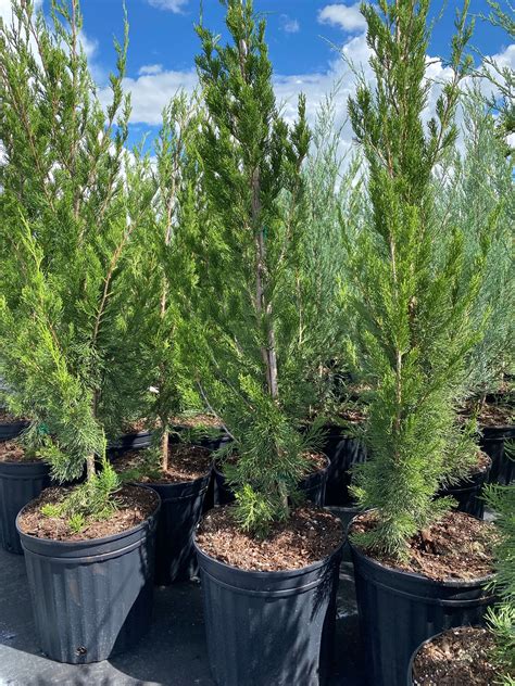 Brodie Southern Red Cedar Tree Fast Growing Evergreen Eureka Farms