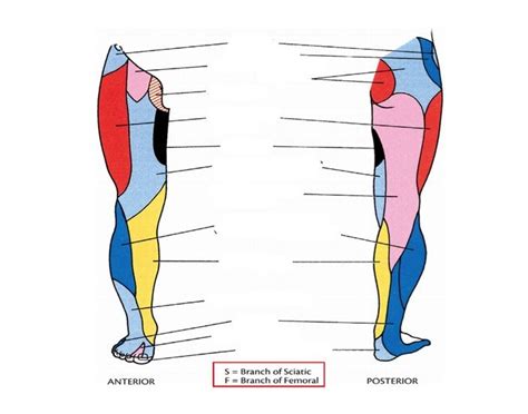 How To Diagnose Sciatica Pain In Leg Dermatome Map