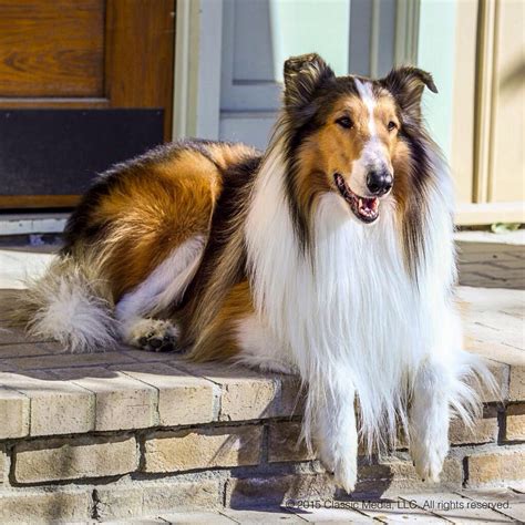 Pin On Lassie K 9 Stars