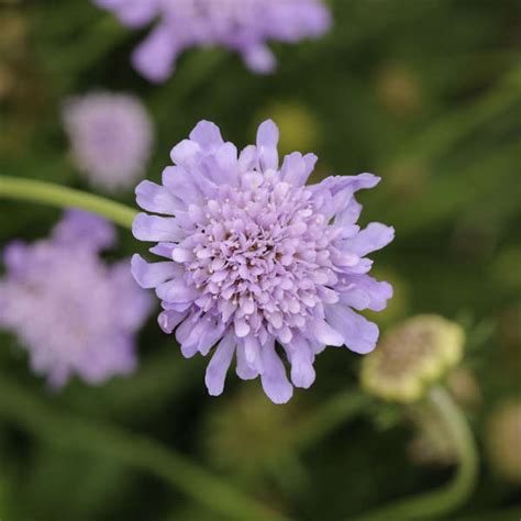 Scabiosa Columbaria Butterfly Blue Perennial Resource