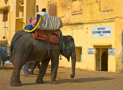 Paseo Del Elefante Fortaleza Ambarina Jaipur La India Imagen De