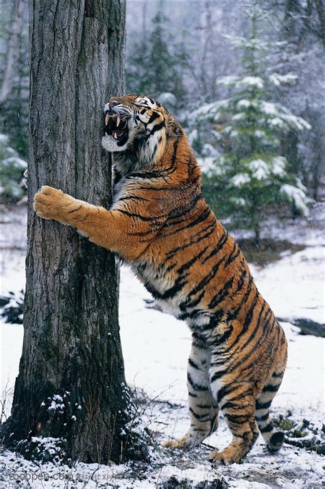 Psbattle Tiger In Love With Tree Photoshopbattles