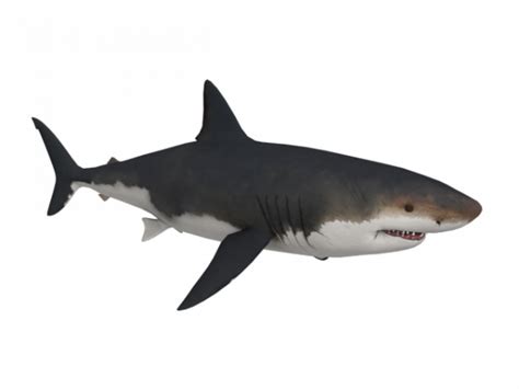 Shark Clipart Megalodon And Other Clipart Images On Cliparts Pub™