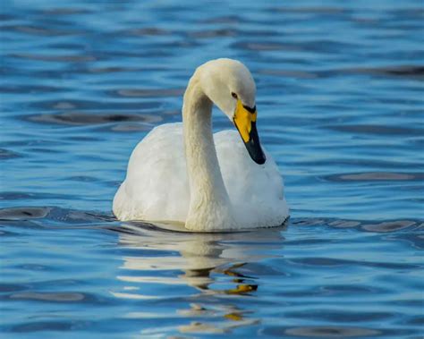 Whooper Swan Facts Diet Habitat And Pictures On Animaliabio