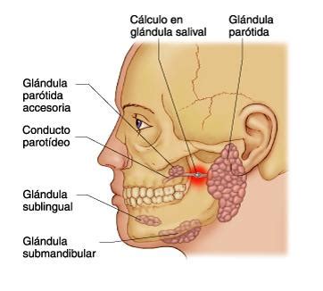 Las glándulas salivales Función y qué son