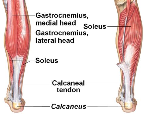 Usually derived from latin, a muscle's name often tells you something about the many muscle names indicate the muscle's location. Top 4 Most Neglected Muscles in Bodybuilding